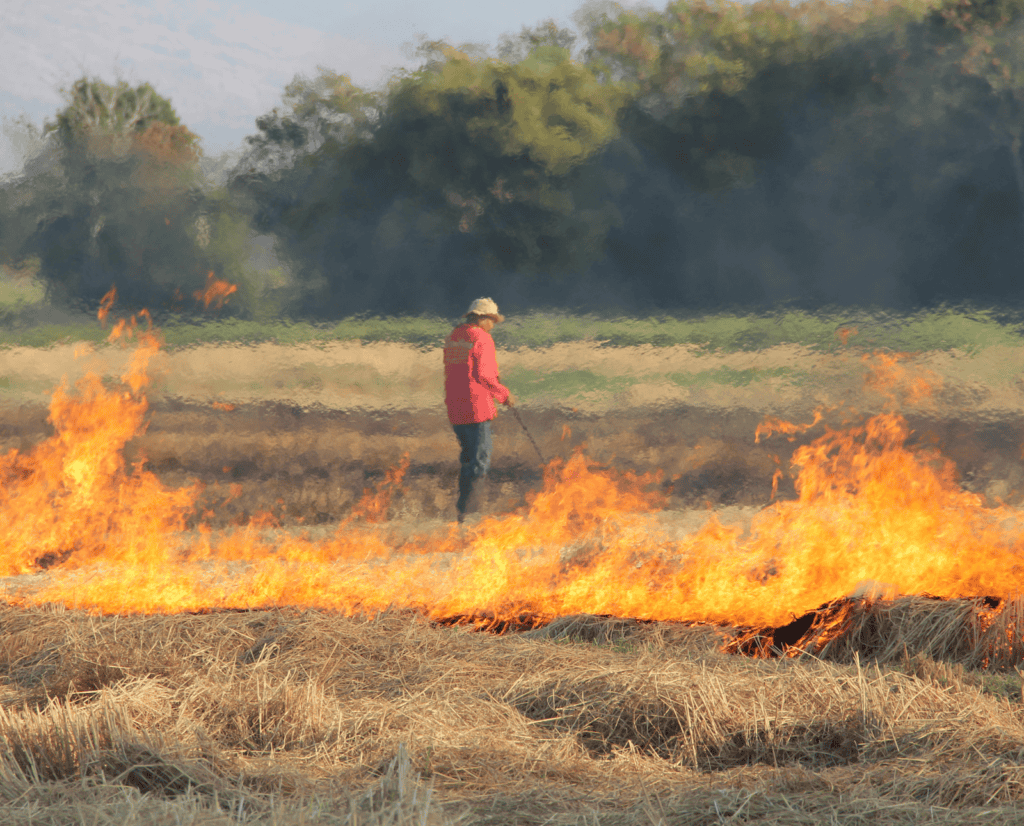 A control burn in progress.