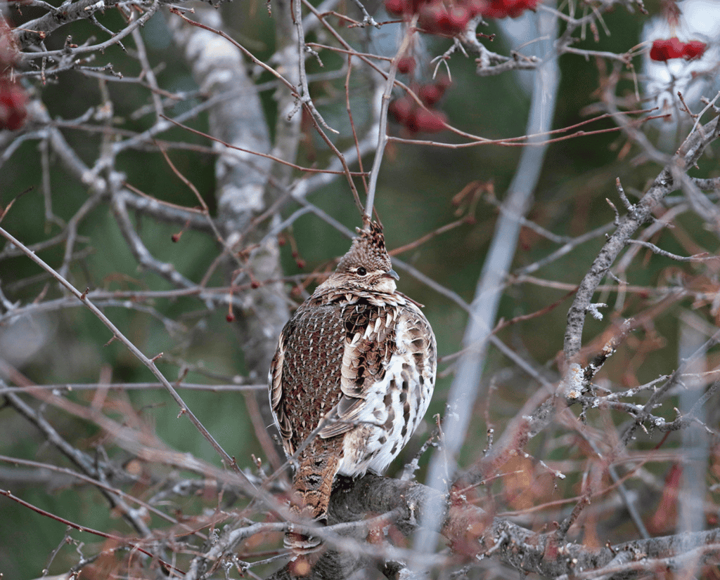 A grumpy-looking ruffed grouse sitting in a tree with berries on it.