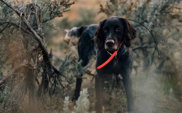 A Deutsch Langhaar standing in sagebrush.