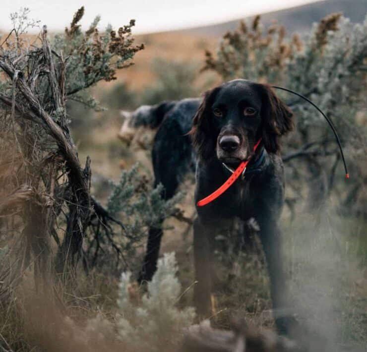 A Deutsch Langhaar standing in sagebrush.