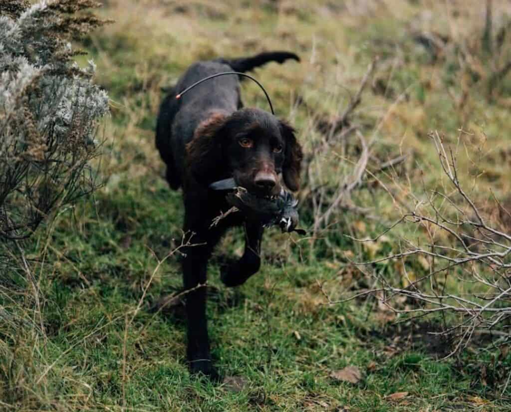 A Deutsch Langhaar retrieves a bird to hand.