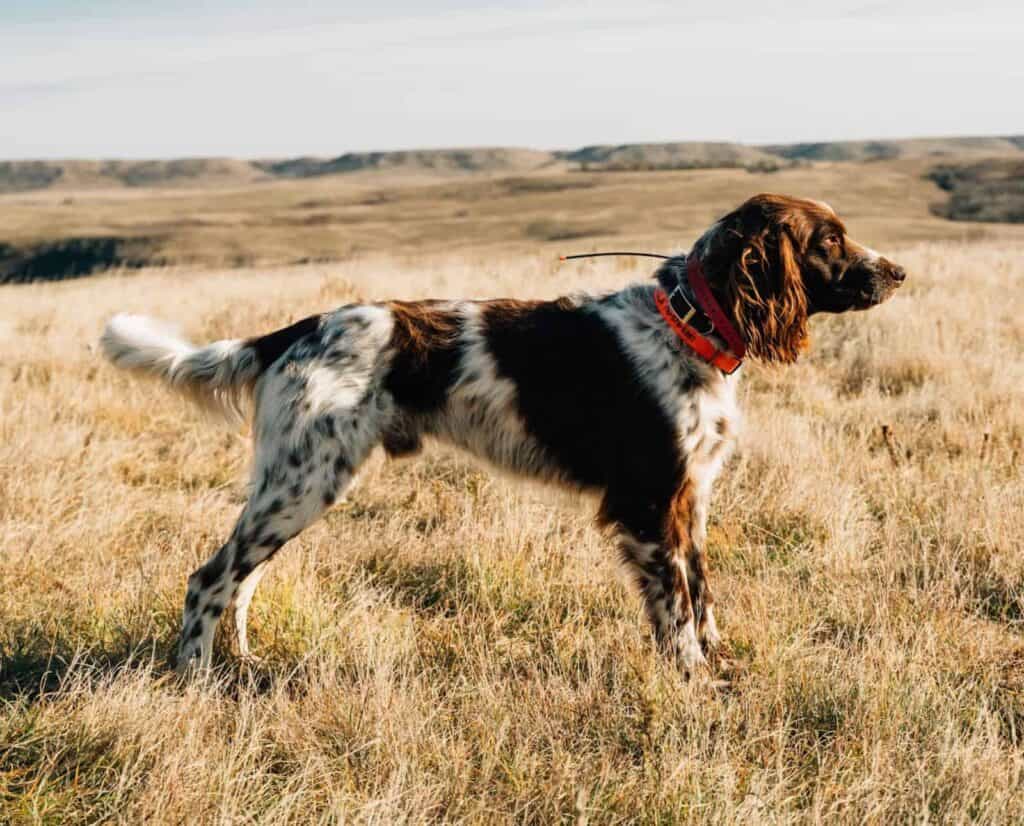A German Longhaired Pointer stands in a grassy field.