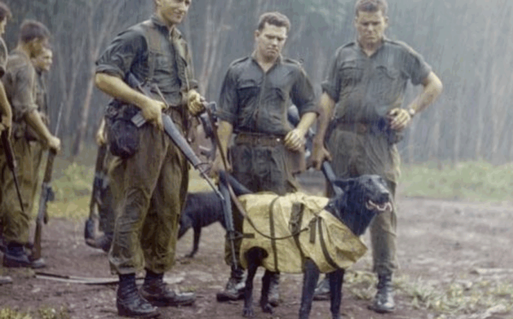 Australian soldiers stand in the rain in Vietnam with their trained tracking dogs.