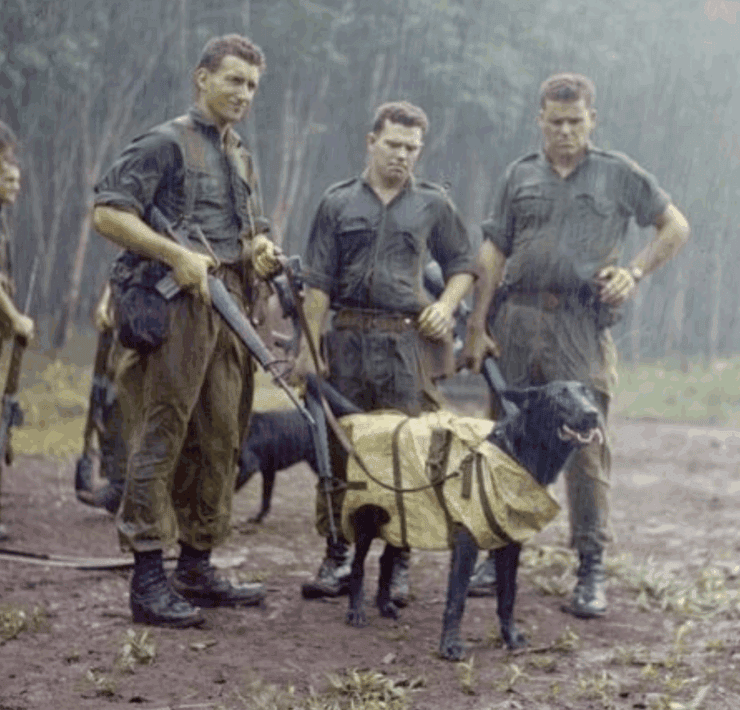 Australian soldiers stand in the rain in Vietnam with their trained tracking dogs.