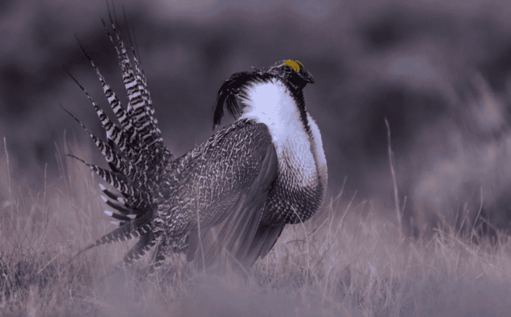 A Gunnison Sage-Grouse standing in a field.