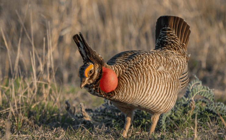 A Lesser-Prairie Chicken on a grassy lek site.