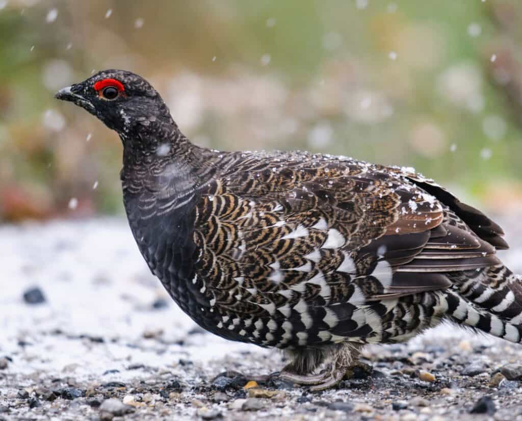 A spruce grouse on the ground standing in falling snow.