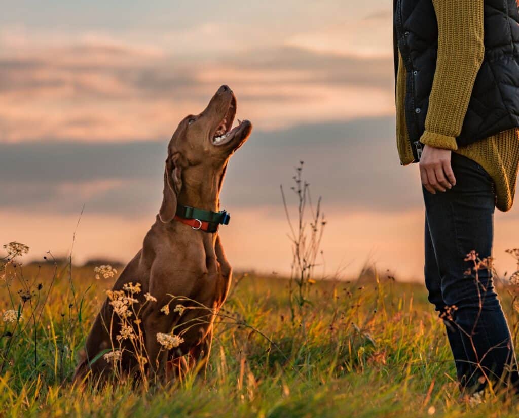 A Vizsla makes eye contact with its handler while sitting in front of her at sunset.