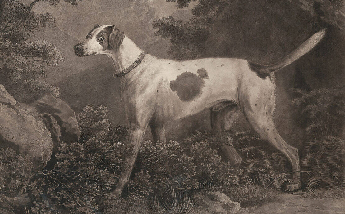A pointing dog with a high tail in a historic painting.