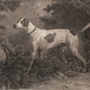 A pointing dog with a high tail in a historic painting.