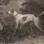 A pointing dog with a high tail in a historic painting.