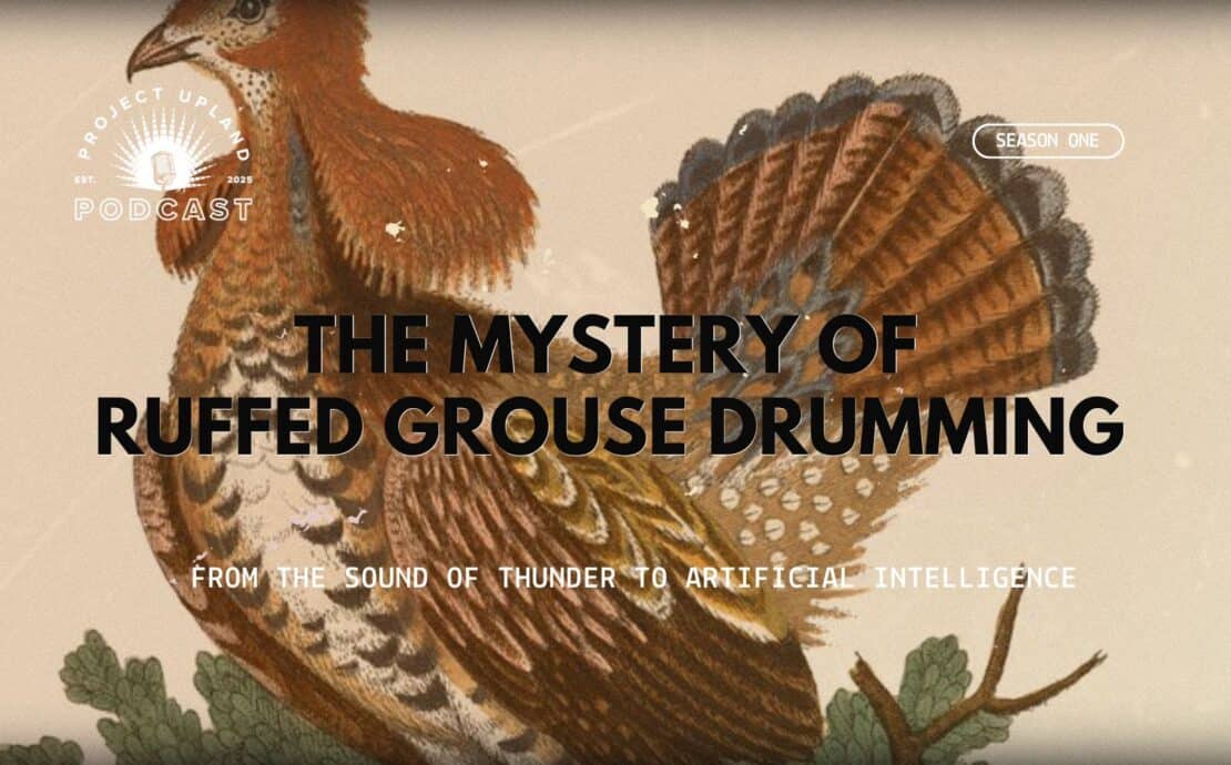 A historic ruffed grouse painting from George Edwards