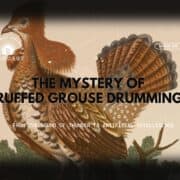 A historic ruffed grouse painting from George Edwards