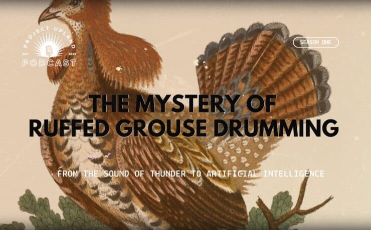 A historic ruffed grouse painting from George Edwards