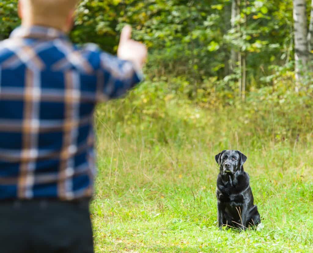 A black Labrador Retriever sits and waits to be released by its handler in green grass.