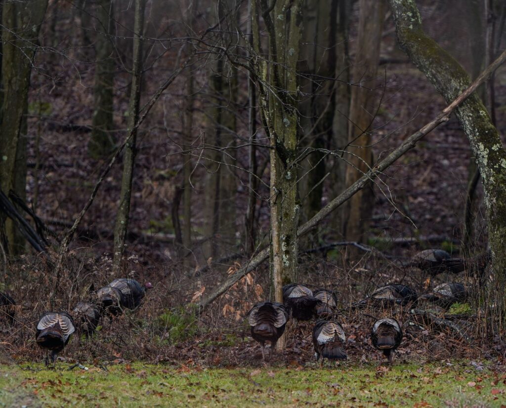 A flock of wild turkeys walking on the edge of the woods in western Pennsylvania.