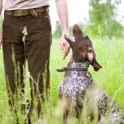 A German Shorthaired Pointer sits attentively next to its handler.
