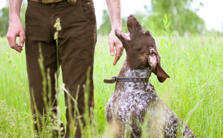 A German Shorthaired Pointer sits attentively next to its handler.