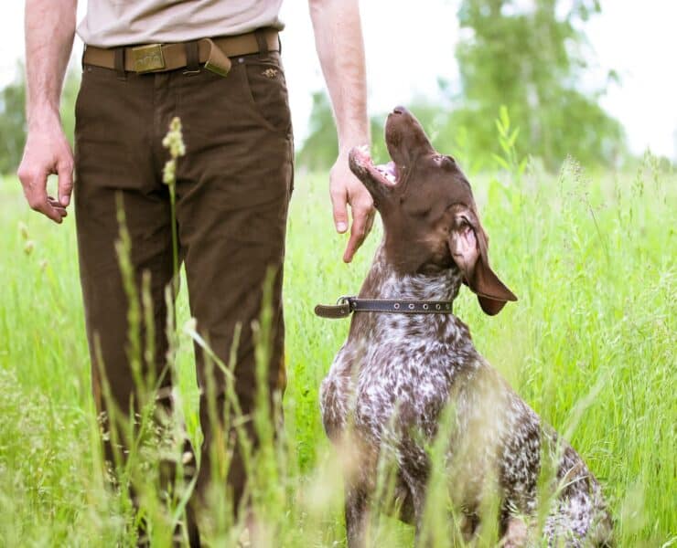 A German Shorthaired Pointer sits attentively next to its handler.