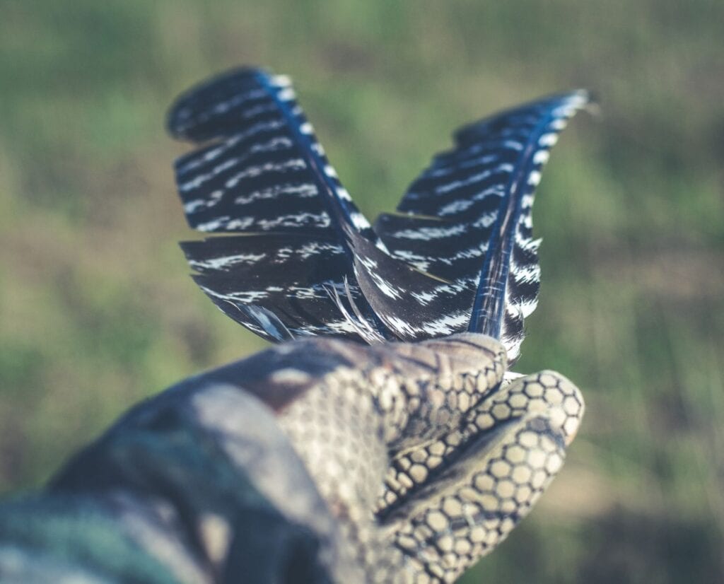 A gloved hand holds two turkey wing feathers.