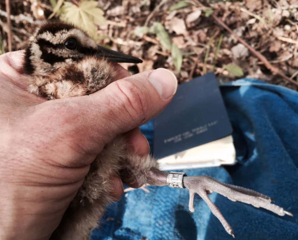 A banded American woodcock chick.