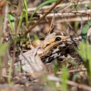 A close-up of an American woodcock sitting on the ground, camouflaged.