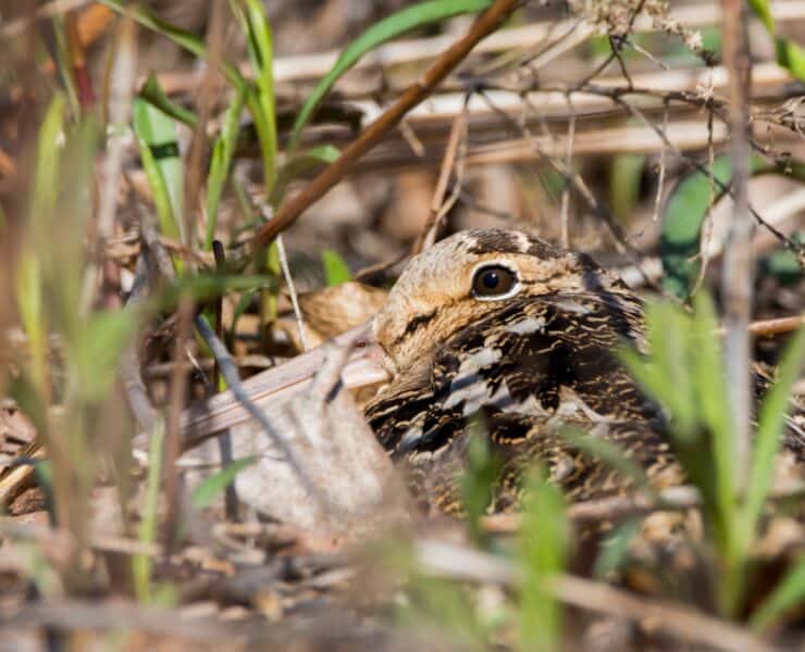 A close-up of an American woodcock sitting on the ground, camouflaged.