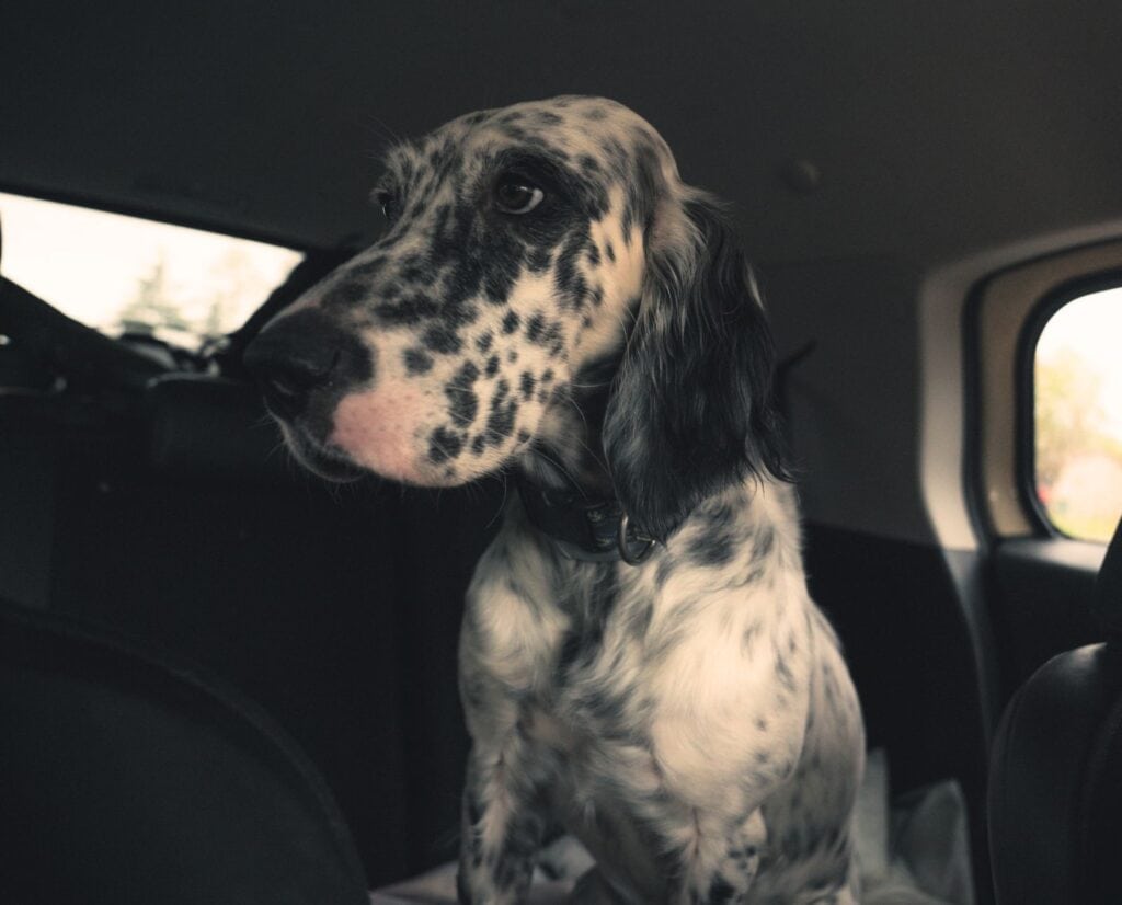 An English Setter riding in the backseat of a car.