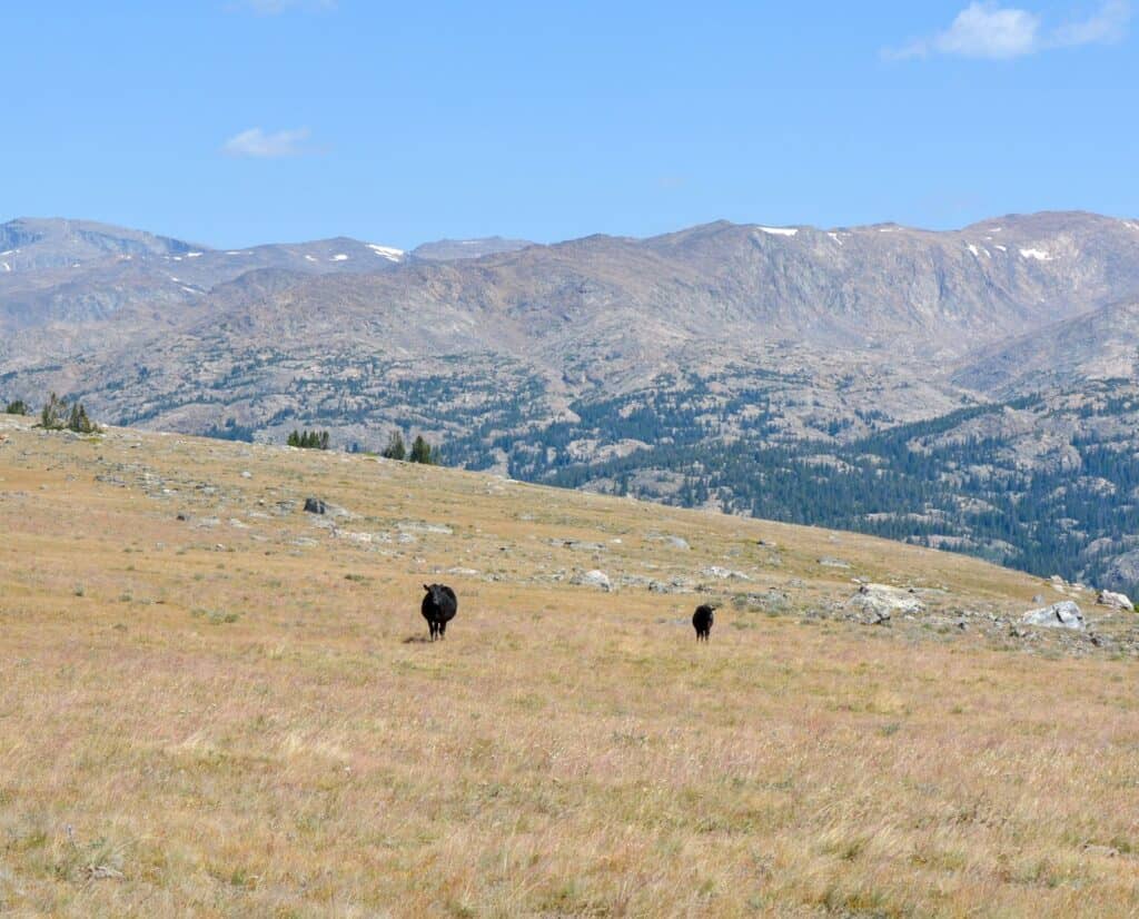 Two black cows standing on BLM land in Wyoming's Bighorn Mountains.