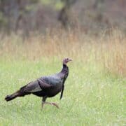 An eastern wild turkey walks across a field.