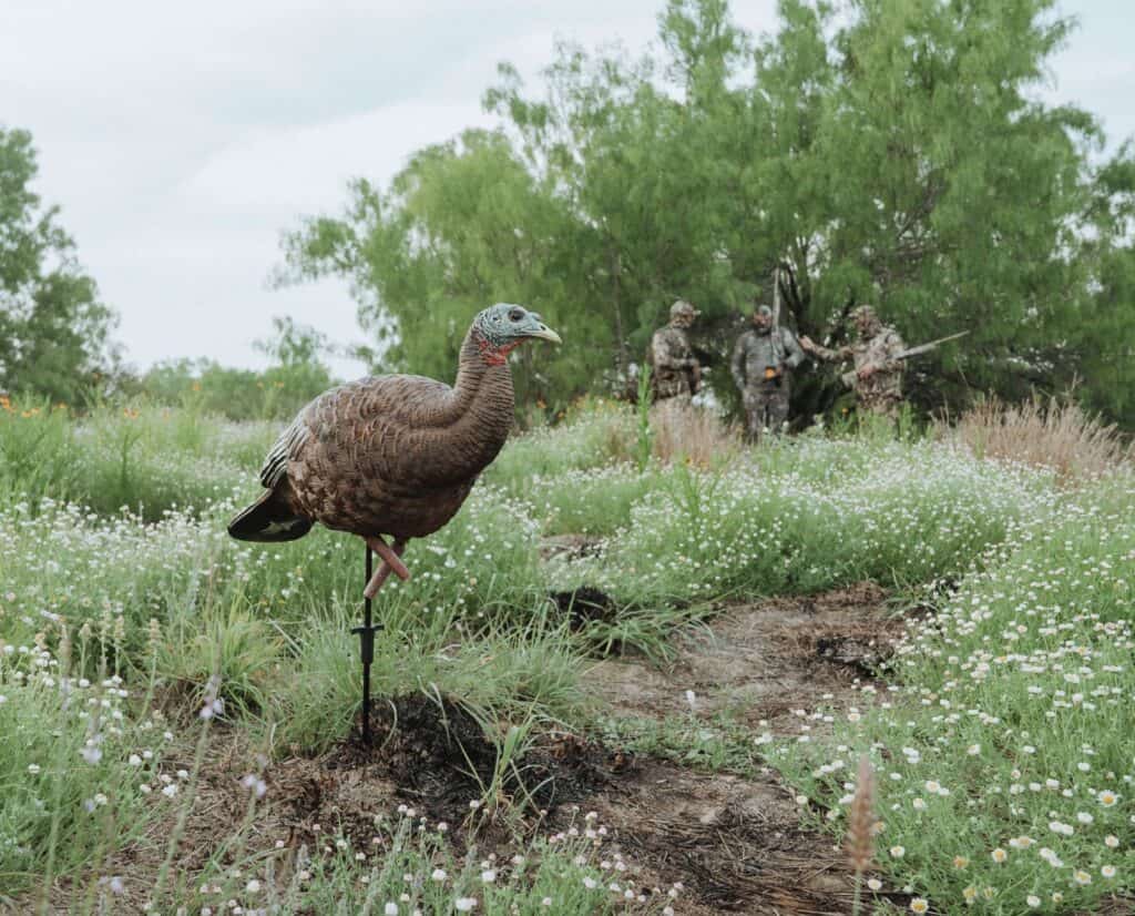 A hen wild turkey decoy set up in front of a group of three turkey hunters wearing camo.