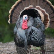 A large male wild turkey strutting down a road with his tail fanned out and wings touching the ground.