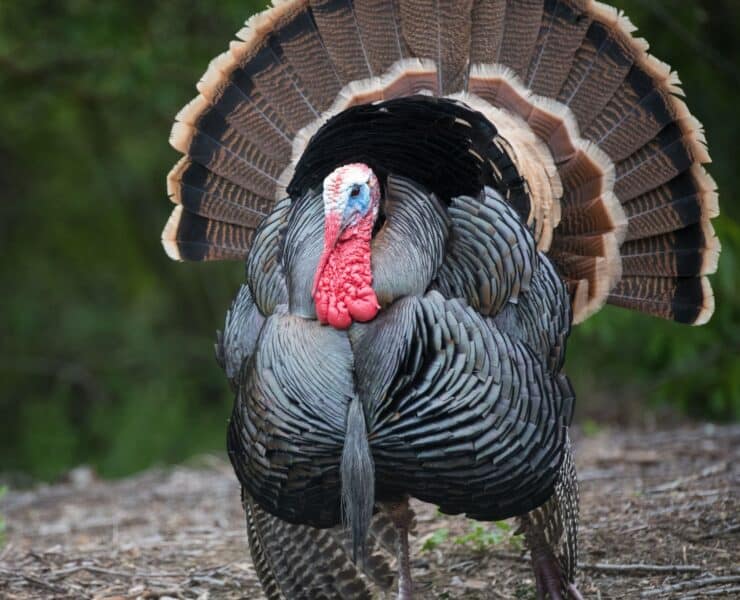 A large male wild turkey strutting down a road with his tail fanned out and wings touching the ground.