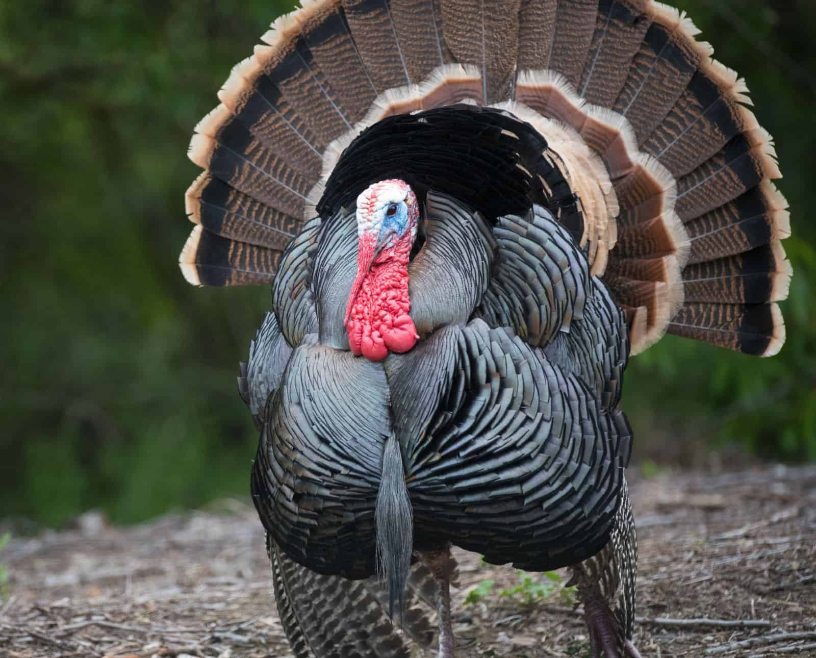 A large male wild turkey strutting down a road with his tail fanned out and wings touching the ground.