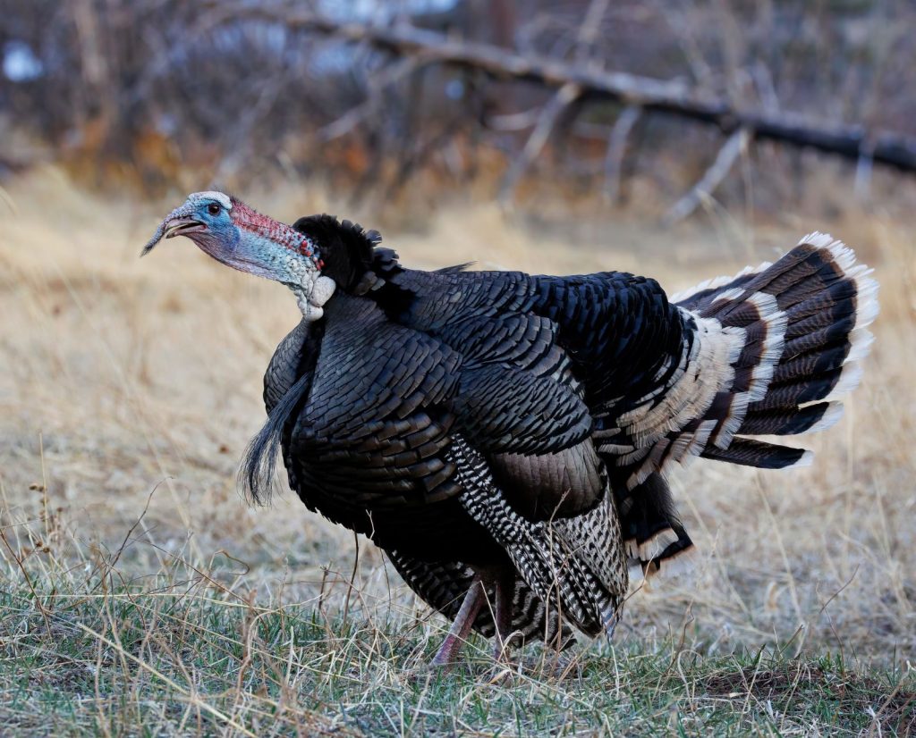 A Merriam's wild turkey gobblers in the springtime.