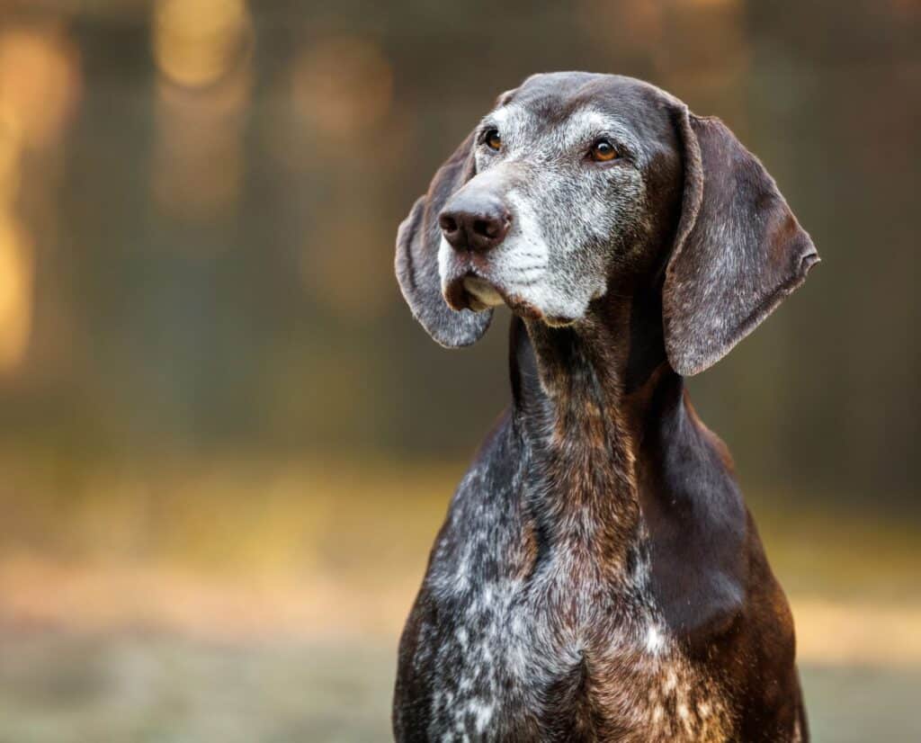An outdoor portrait of an old Germain Shorthaired Pointer.