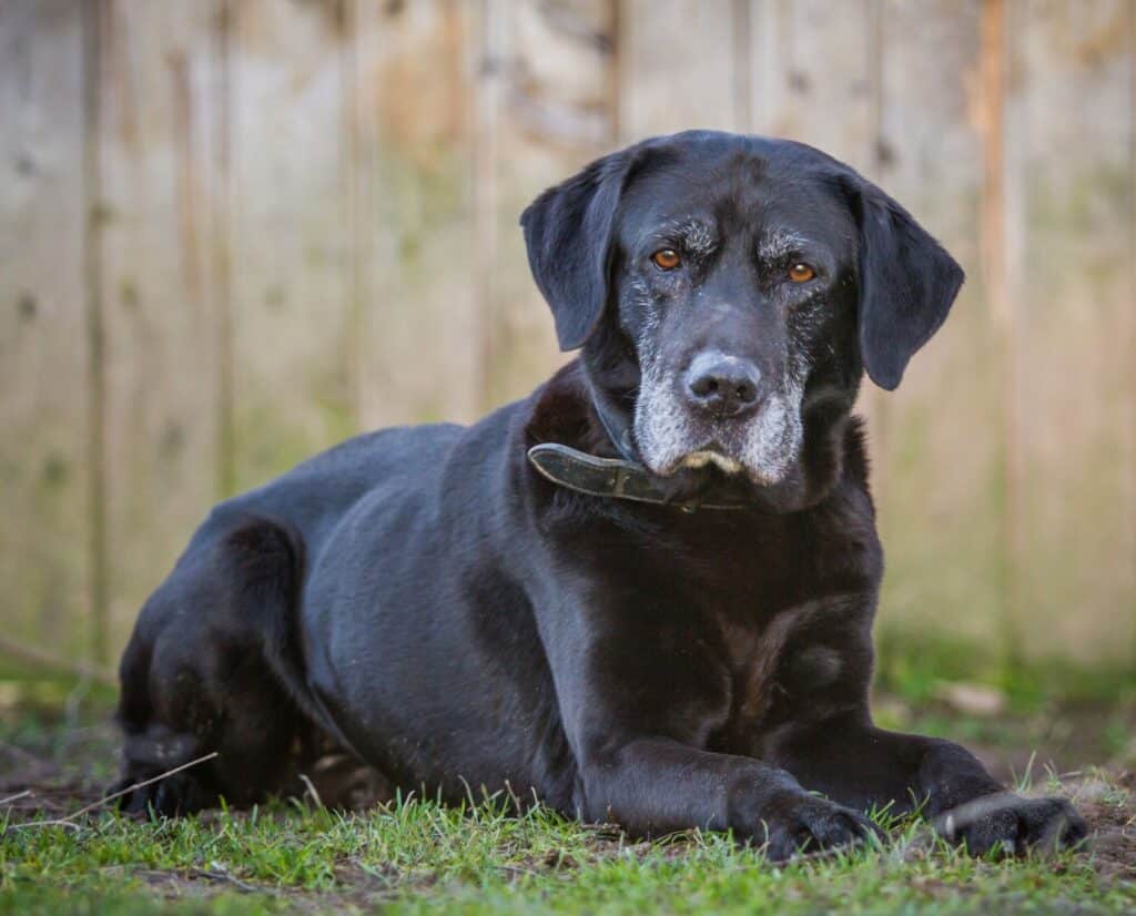 An outdoor portrait of an old black Labrador Retriever.