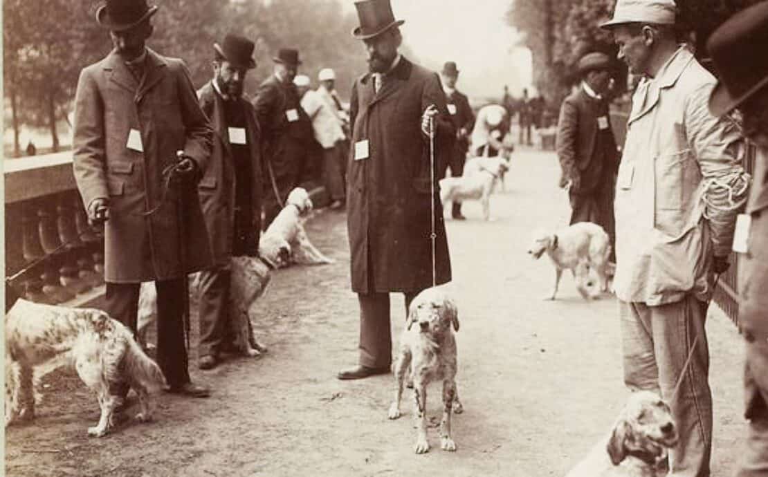 Men walking setters at a dog show in 1899