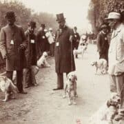 Men walking setters at a dog show in 1899