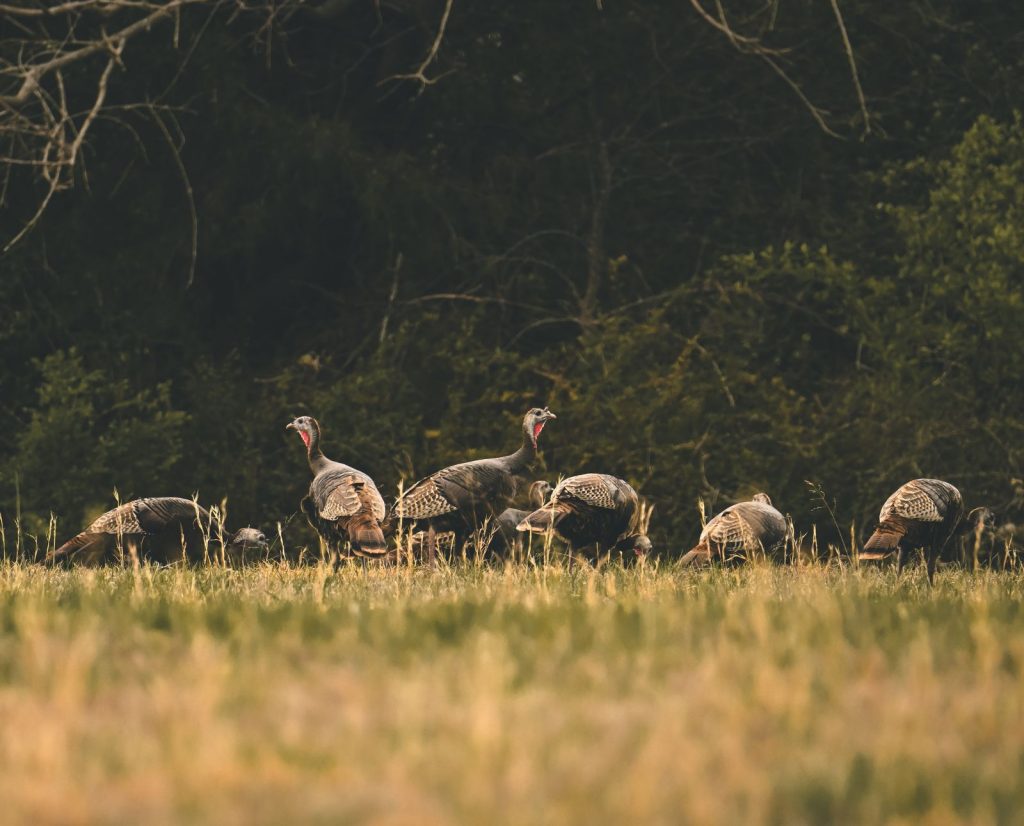 Two wild turkey sentinels stand while a flock feeds.