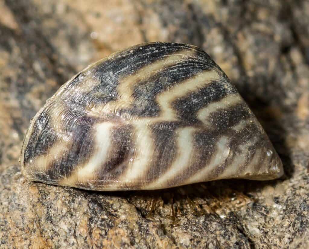 A zebra mussel sitting on a rock.