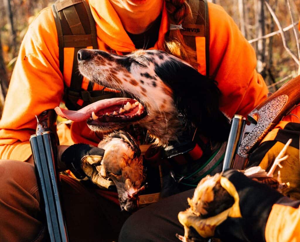 An English Setter with two hunters holding American woodcock and shotguns.