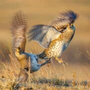 Two upland birds battle each other in prairie grass.