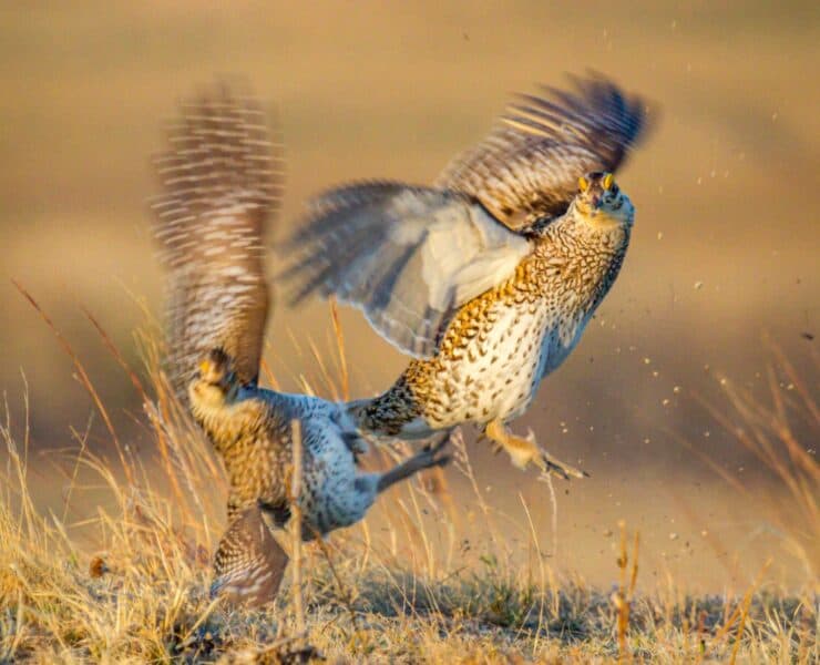 Two upland birds battle each other in prairie grass.