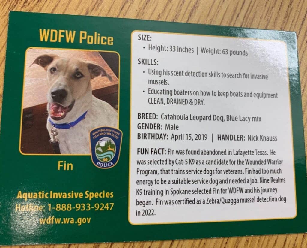 A business card for Fin, Washington Department of Fish and Wildlife's invasive mussel detection dog.