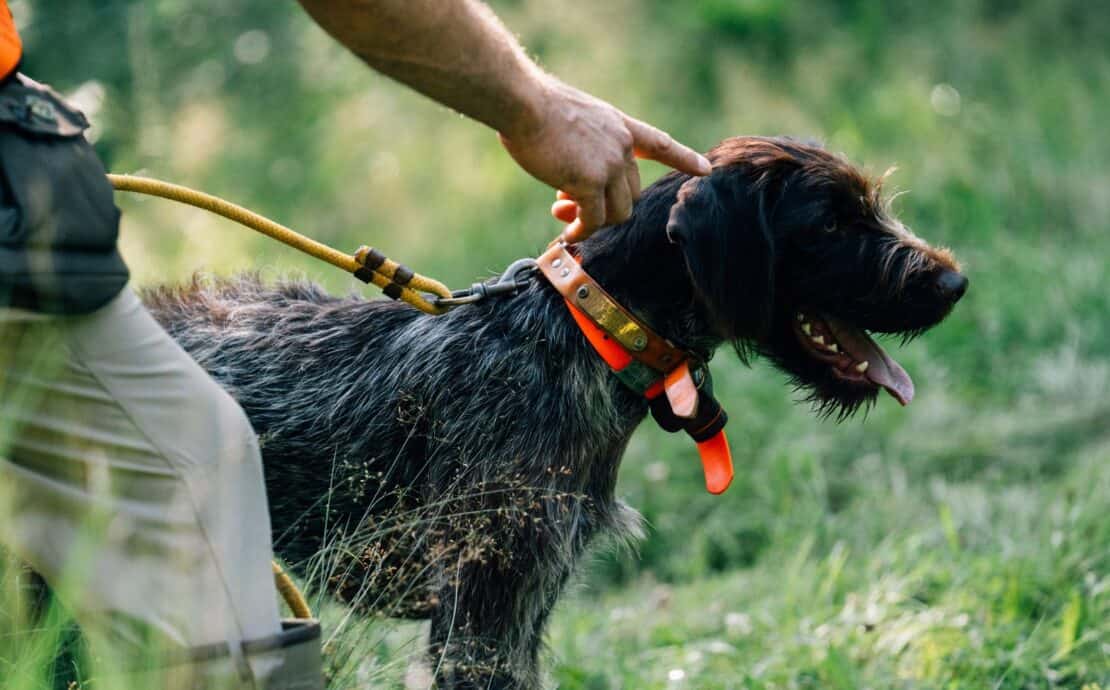 A handler pointing towards a german wirehaired pointer on a leash.