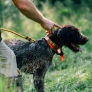 A handler pointing towards a german wirehaired pointer on a leash.