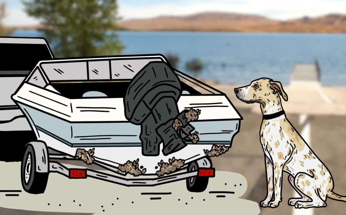 An illustration of a mussel detection dog sniffing invasive mussels on a boat.