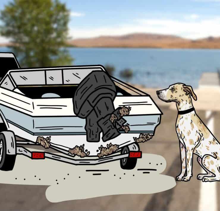 An illustration of a mussel detection dog sniffing invasive mussels on a boat.
