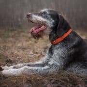 An aging Deutsch Drahthaar with white fur on its face lays down in the woods while hunting.